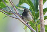 Black-faced Grassquit